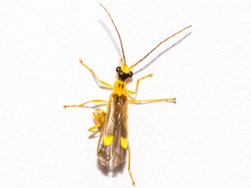 Malthinus seriepunctatus